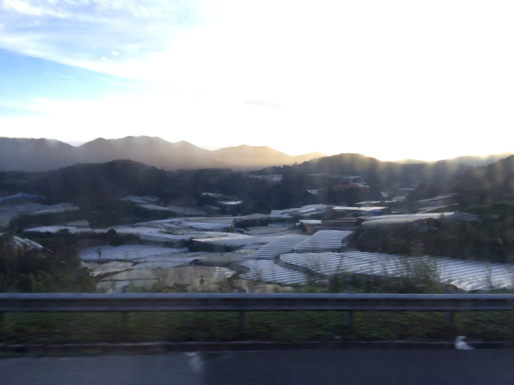Serres de fraises au Cameron Highlands