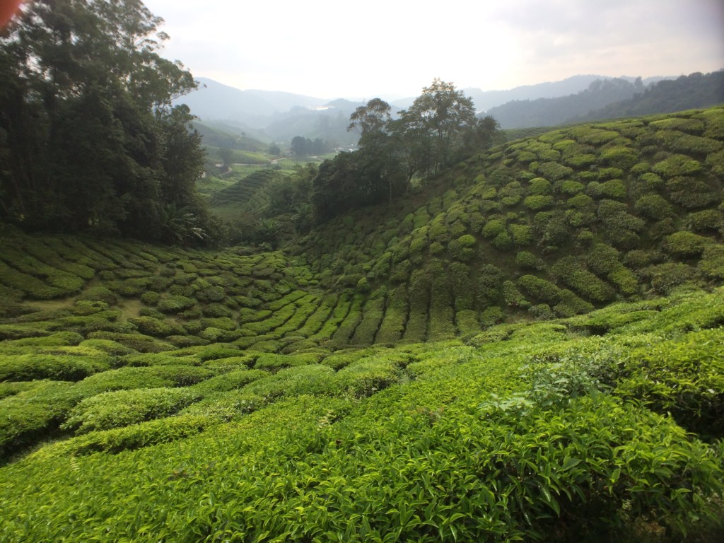 Cameron Highlands Tea Plantations