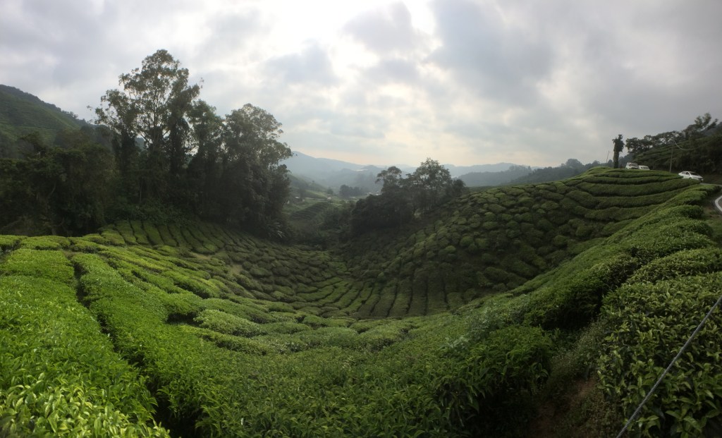 Cameron Highlands Tea Plantations
