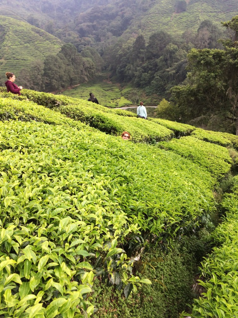 Cameron Highlands Tea Plantations