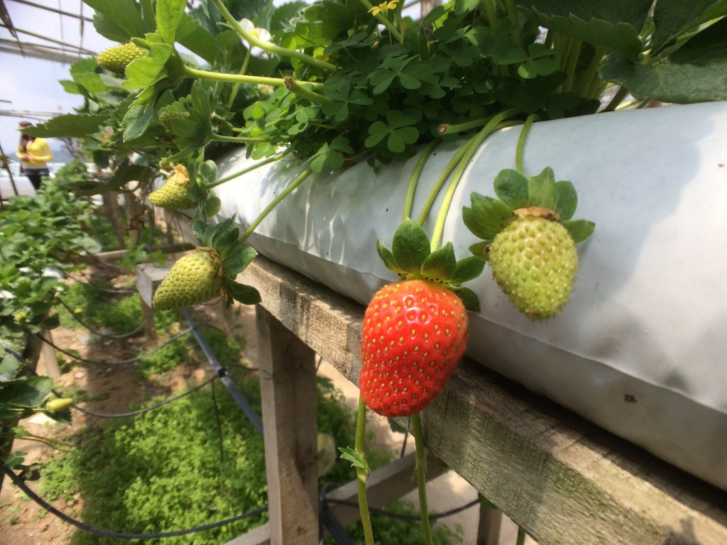Strawberries of Cameron Highlands