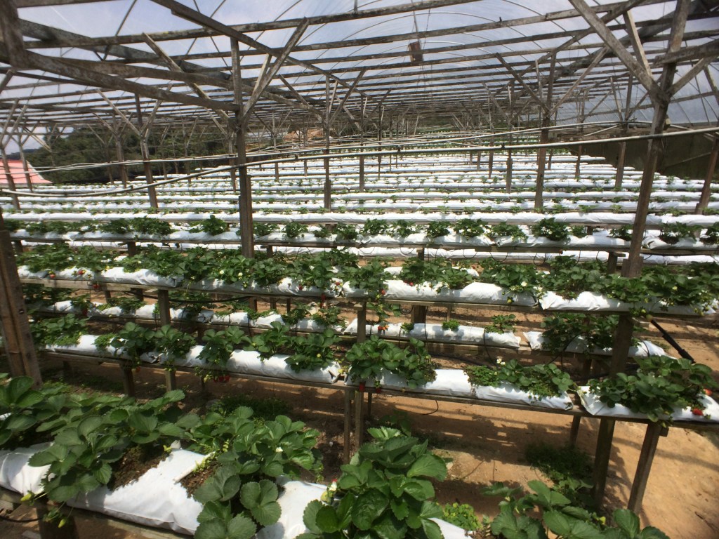 Strawberries of Cameron Highlands