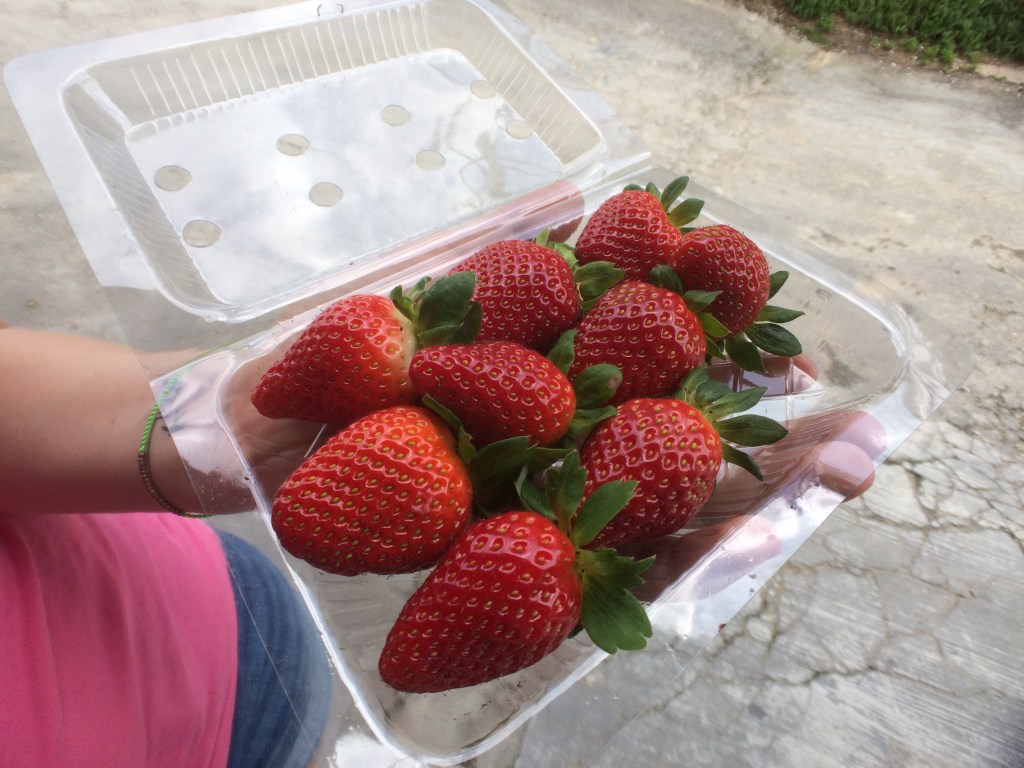Strawberries of Cameron Highlands