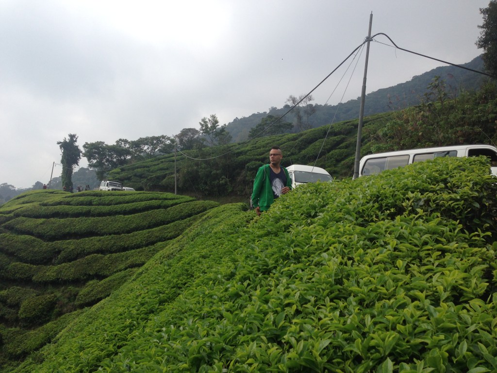Cameron Highlands Tea Plantations