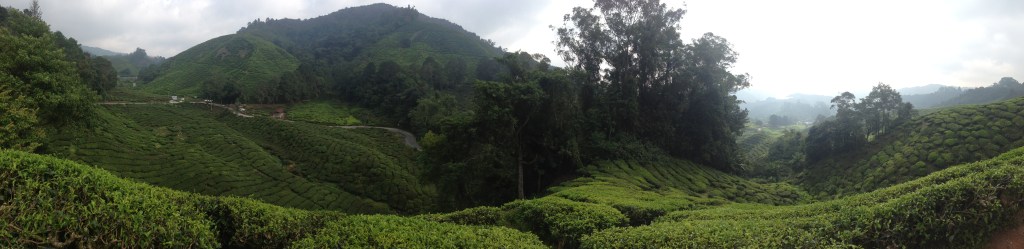 Cameron Highlands Tea Plantations